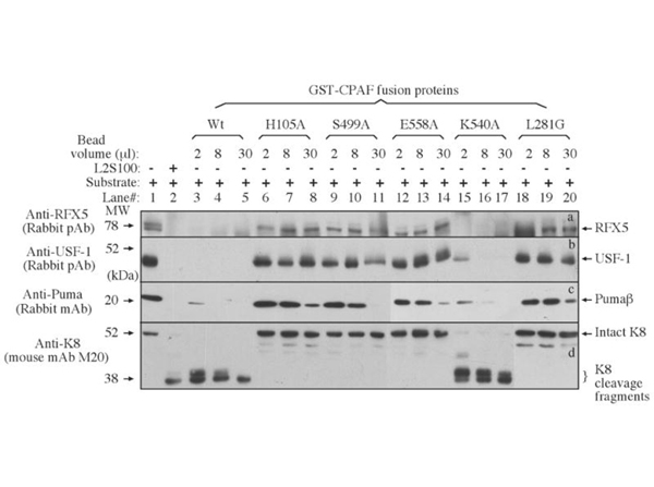Western Blot results of RFX5