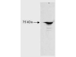 Western Blot - Anti-RFX5 antibody