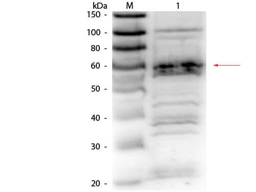 RFX5 Antibody - Western Blot