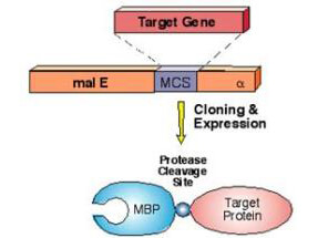 Simplified diagram of MBP-fusion protein construct using pMal expression vector system.