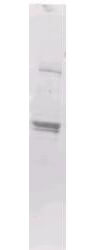 Anti-Maltose Binding Protein (MBP) Epitope Tag Antibody - Western Blot