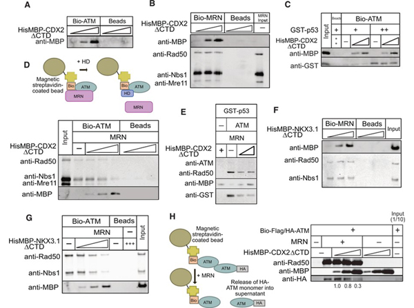 Western Blot using MBP