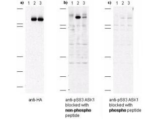 Anti-ASK-1 phospho specific pS83 Antibody - Western Blot