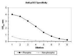 Anti-pS83 ASK-1 Antibody - ELISA
