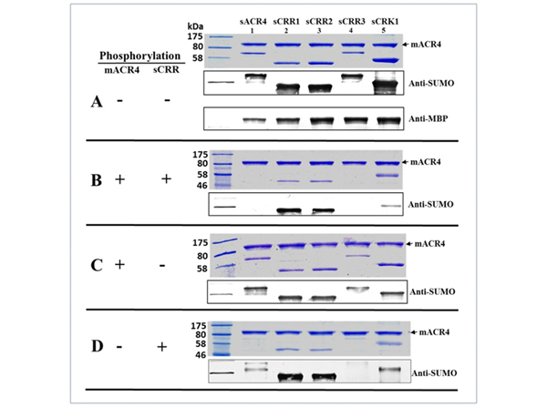 Western Blot using SUMO