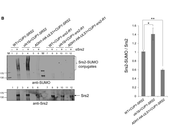 Western Blot using SUMO