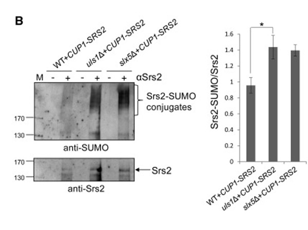 Western Blot using SUMO