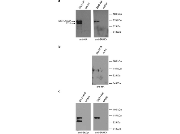 Western Blot using SUMO
