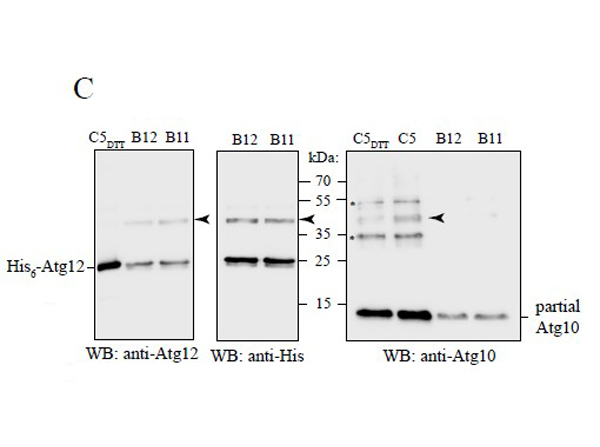 Western Blot using APG12