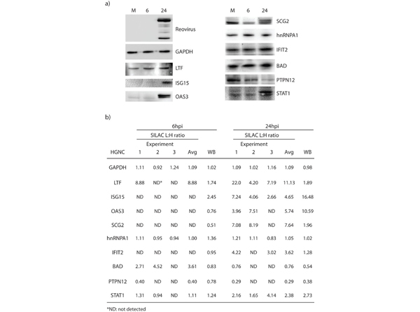 Western Blot using ISG15
