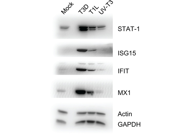 Western Blot using ISG15