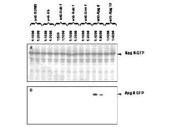 Anti-APG8 Antibody - Western Blot