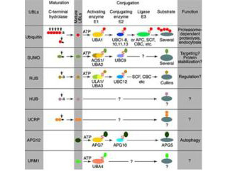 Conjugation pathways for ubiquitin and ubiquitin-like modifiers (UBLs)