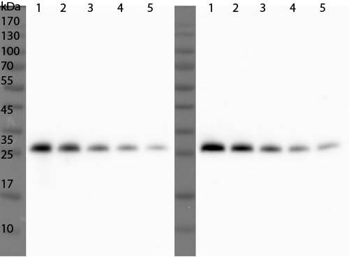 Western Blot ot ULP1 Antibody