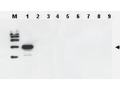 Anti-Yeast ULP-1 Antibody - Western Blot