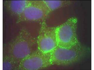 Immunofluorescence - Jagged-1 Antibody