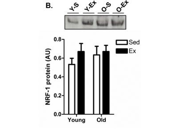 Western Blot using NFR1
