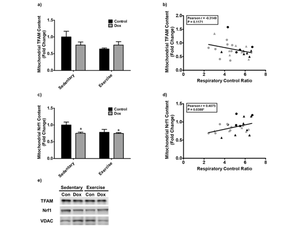 Western Blot using NFR1