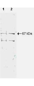 Anti-NRF1 Antibody - Western Blot