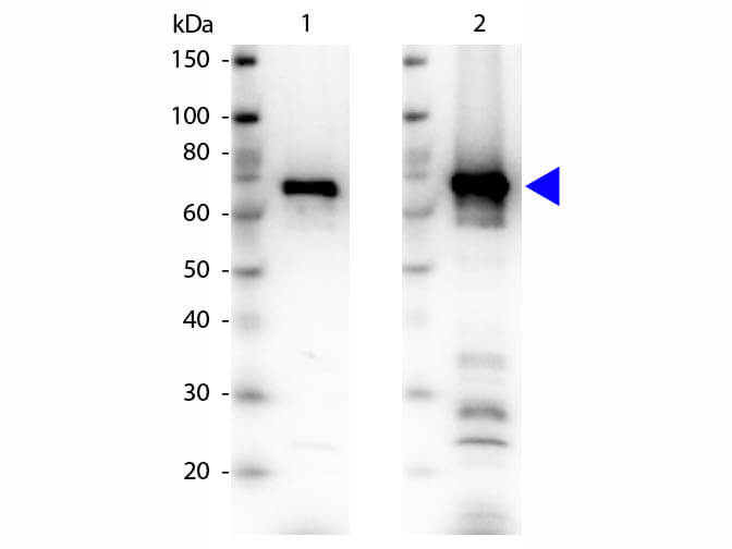 WB - NRF1 Antibody