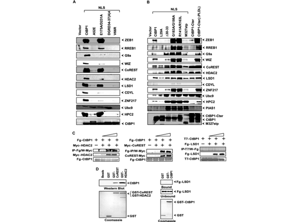 Western Blot using RREB1