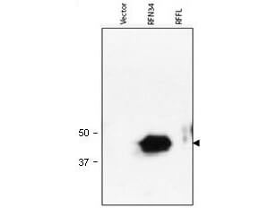 Anti-RNF34 Antibody - Western Blot