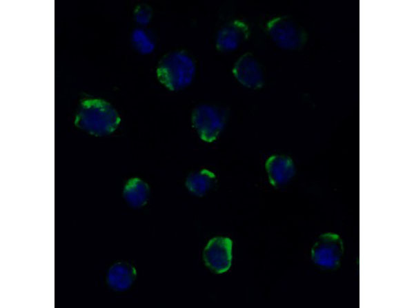 Immunofluorescence of ADAM10