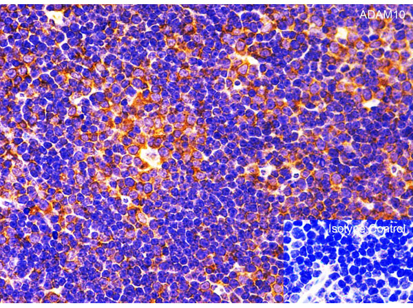 Immunohistochemistry of ADAM10