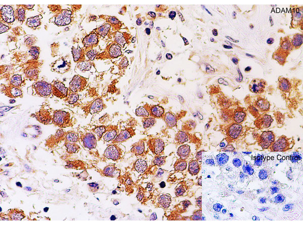 Immunohistochemistry of ADAM10