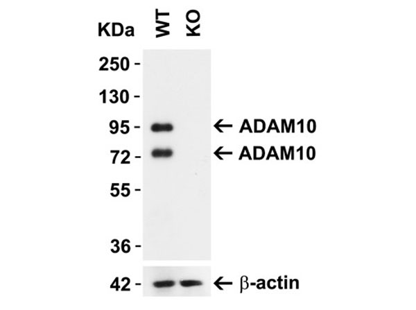 Western Blot of ADAM10