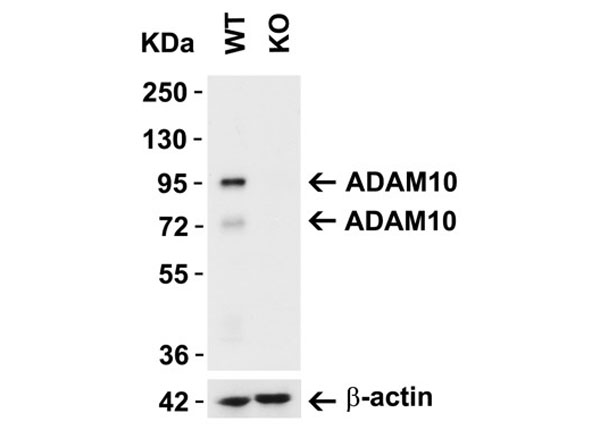 Western Blot of ADAM10