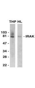 Anti-IRAK antibody - Western Blot