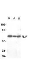 Anti-FLIP alpha Antibody - Western Blot