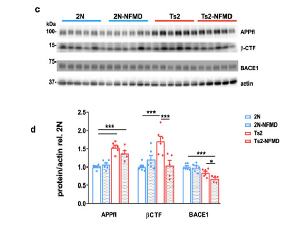 Western Blot using BACE1