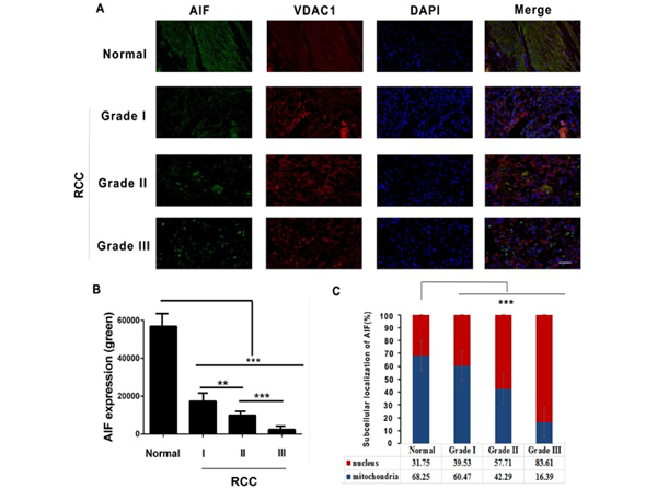 Immunofluorescence using AIF