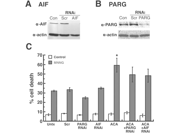 Western Blot using AIF