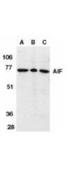 Anti-Apoptosis Inducing Factor (AIF) Antibody - Western Blot