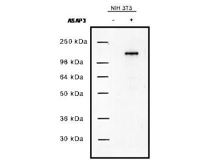 UPLC1/ASAP3 Antibody