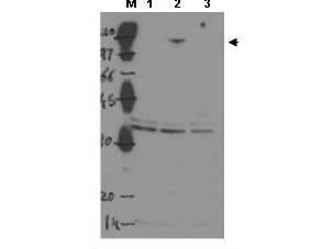 Anti-ASPP2 Antibody - Western Blot