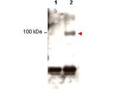 Anti-Stat1 pY701 Antibody - Western Blot