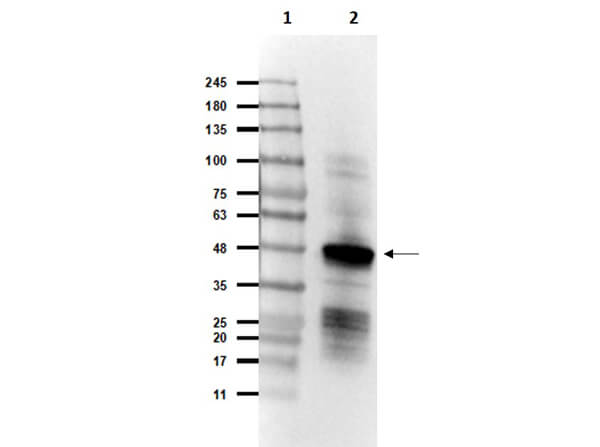 Western Blot of Rabbit Anti-SARS CoV Nucleocapsid (N) Protein Antibody