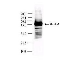 Anti-SARS CoV Nucleocapsid (N) protein Antibody - Western Blot