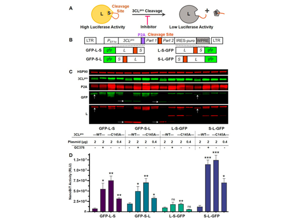 Western Blot using SARS 3CL