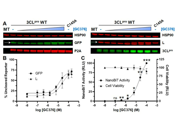 Western Blot using SARS 3CL