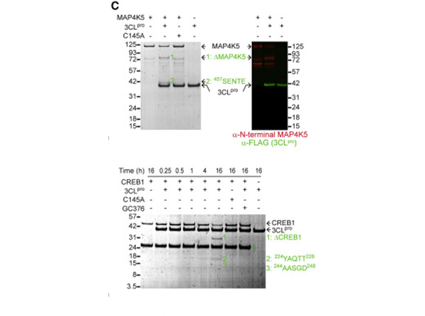 Western Blot using SARS 3CL