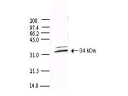 Anti-SARS CoV 3CL Protease Antibody - Western Blot