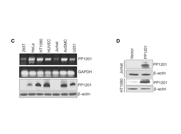 Western Blot using TMBIM1