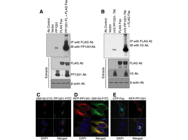 Western Blot using TMBIM1
