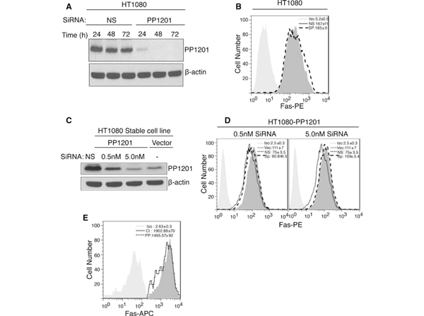 Western Blot using TMBIM1