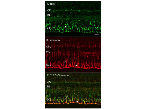 Immunofluorescence using TLR7